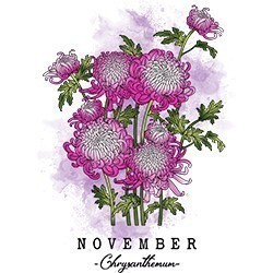 #0217 - November Chrysanthemum
