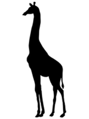 giraffe tall