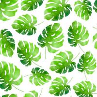Adhesive Clear Cast - #009 Monstera